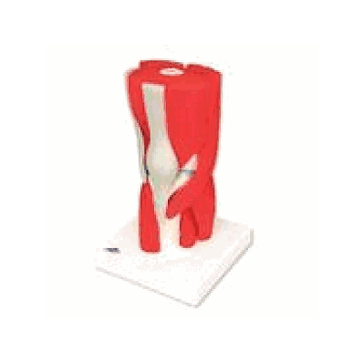 Knee Joint with Removable Muscles, 12 part