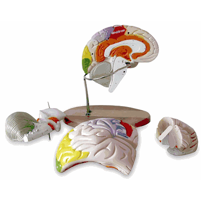 Model Brain Large
