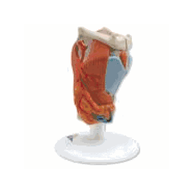 Larynx Model, 2 part
