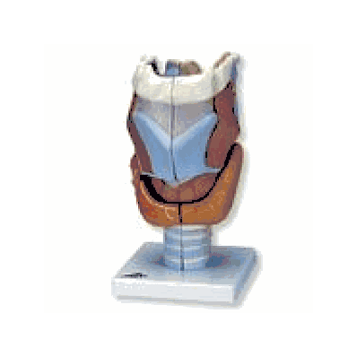 Larynx Model, 2 times full-size, 7 part