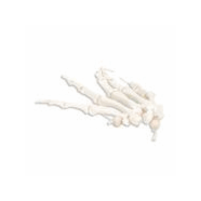 Left Hand Skeleton