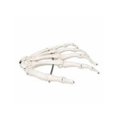 Left Hand Skeleton, Wire Mounted