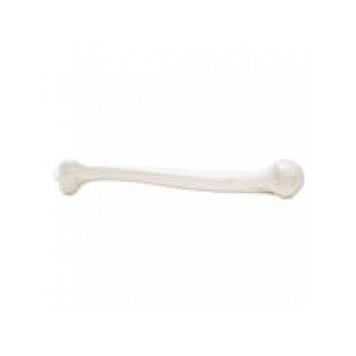 Left Humerus
