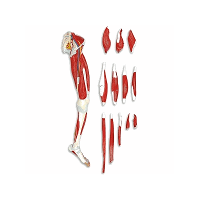Leg, Life Size Muscle 13 Part - Medline