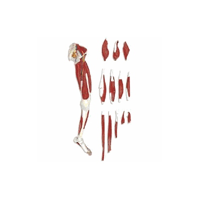 Leg Muscle Model - Model, Leg Muscle 13part