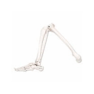 Leg Skeleton with Foot, Left