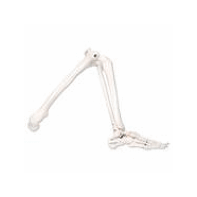 Leg Skeleton with Foot, Right