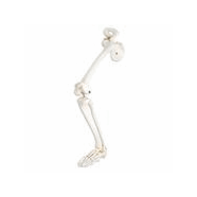 Leg Skeleton With Hip Bone, Left