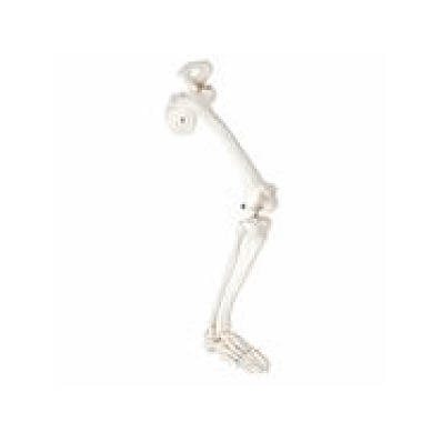 Leg Skeleton With Hip Bone, Right