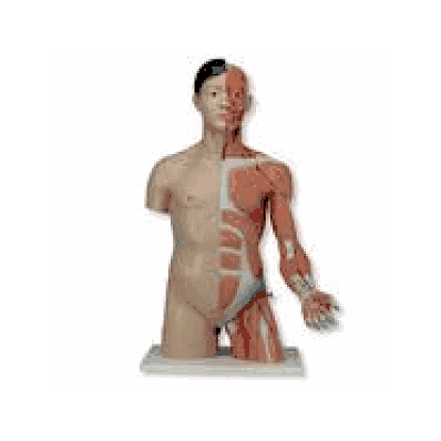 Life-Size Asian Dual Sex Torso with muscular arm, 33-part