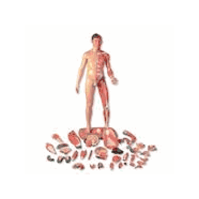 Life-Size Dual Sex Asian Human Figure, 39-part