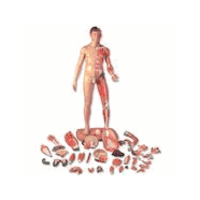Life-Size Dual Sex Human Figure ABQB53, B53