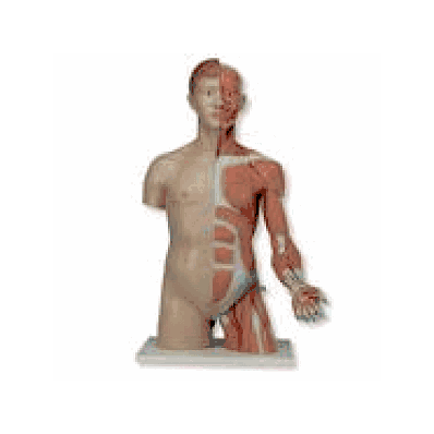 Life-size Dual Sex Torso with Muscle Arm, 33-part