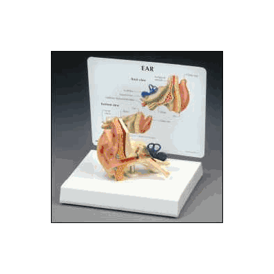 Life-size Ear Model - Model, Ear Life Sz W/Ke