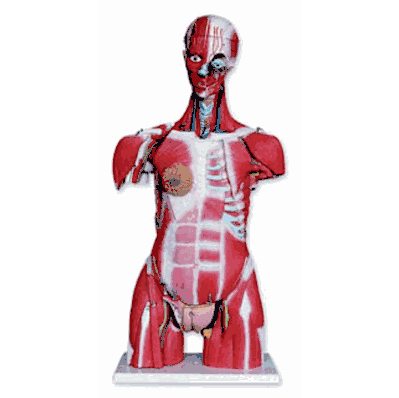 Muscular Toro with Head