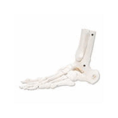Loose Foot And Ankle Skeleton, Left