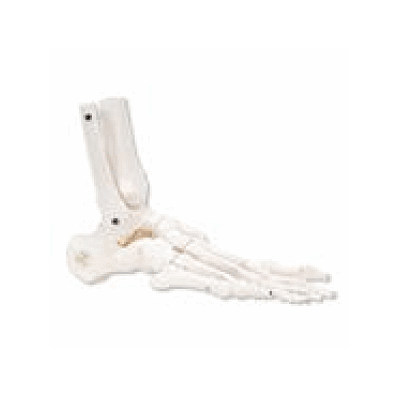 Loose Foot And Ankle Skeleton, Right
