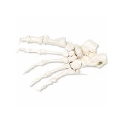Loose Foot Skeleton, Left