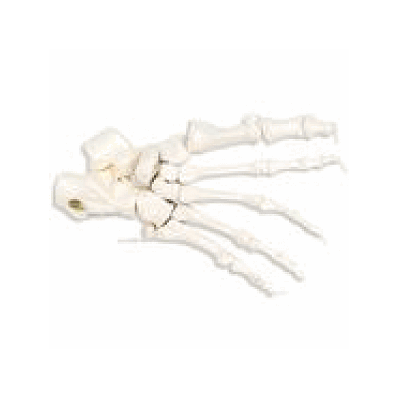 Loose Foot Skeleton, Right