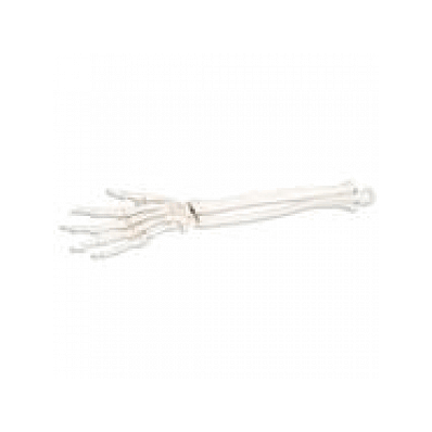 Loose Right Hand Skeleton with Ulna and Radius