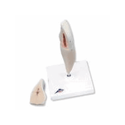 Lower Incisor, 2 Part