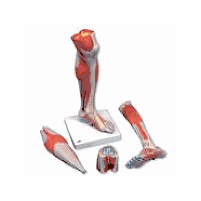 Lower Muscle Leg with detachable Knee, 3 part, Life Size