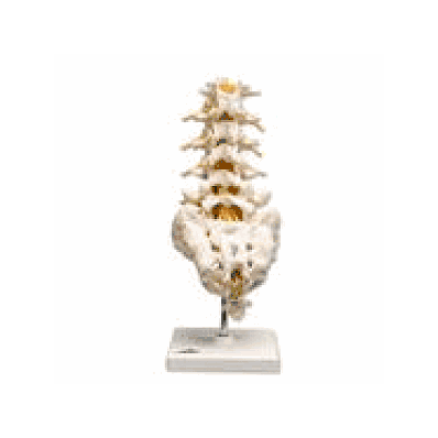 Lumbar Spinal Column