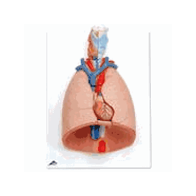 Lung Model With Larynx, 7-part