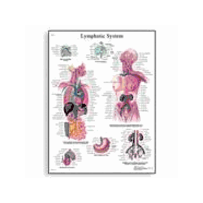 Lymphatic System Chart