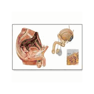 Male Pelvic Organs Chart without rods