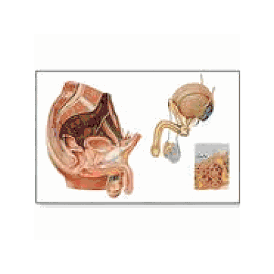 Male Pelvic OrgansChart with wooden rods