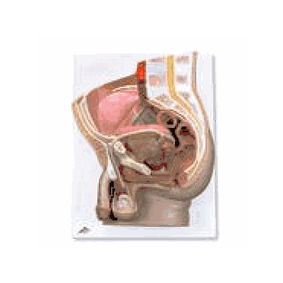 Male Pelvis, 2 part