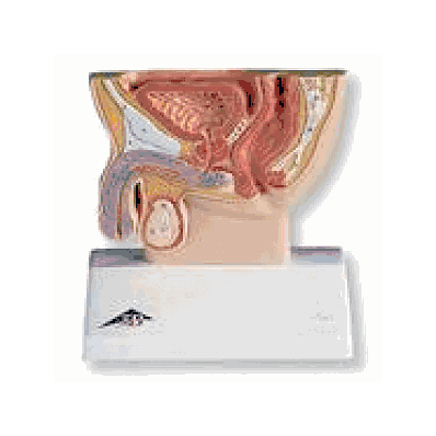  Male Pelvis Section, 1/2 life size