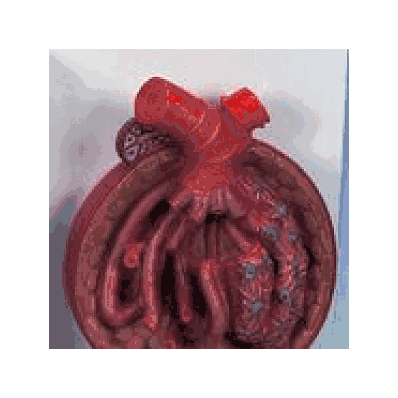 Malpighian Corpuscle of Kidney, 700 times full-size