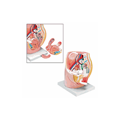 Mannequin, Female Pelvis Model with 3-Part,