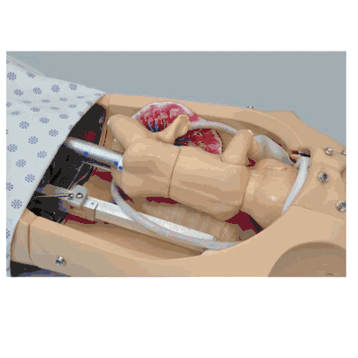 Maternal & Birthing Torso