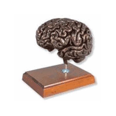 MEDart Copper Brain Model On Stand