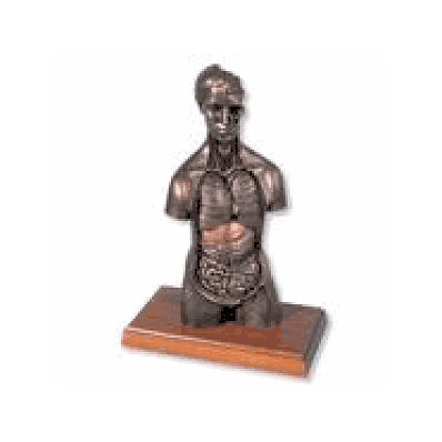 MEDart Copper Torso Model