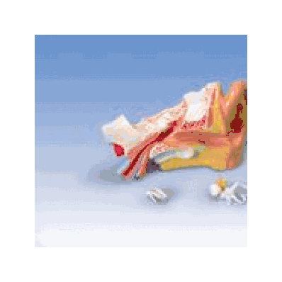 Education, Medart Ear - Medline