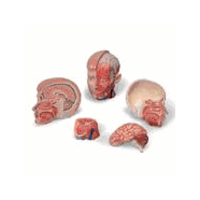 MEDart Head With Neck