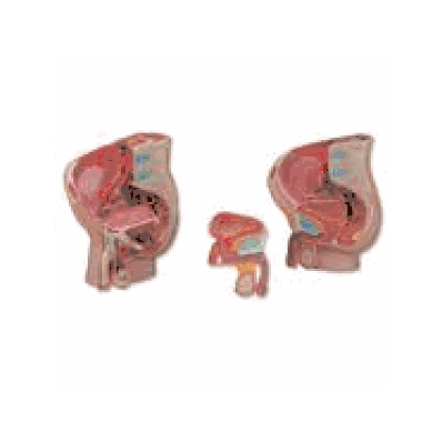 MEDart Male Pelvis