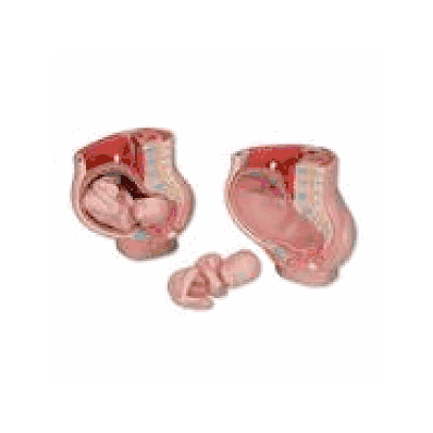 MEDart Pregnancy Pelvis, 3 part