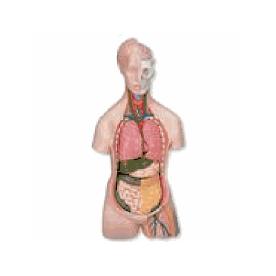 MEDart Torso