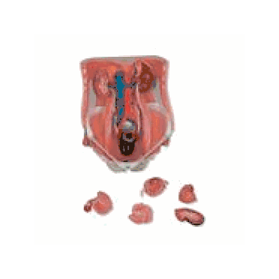 MEDart Urinary Tract