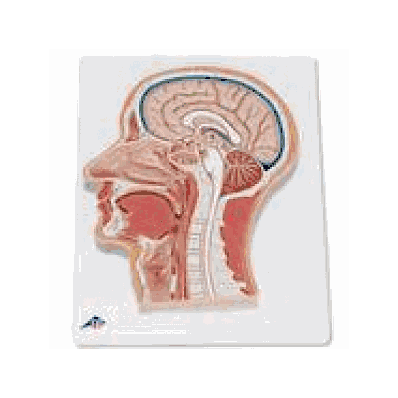  Median Section of the Head