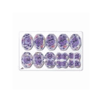 Meiosis Model