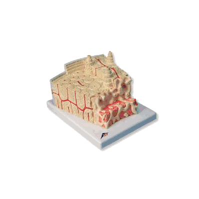 MICROanatomy Bone structure, 80 times enlarged