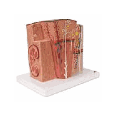 MICROanatomy Kidney