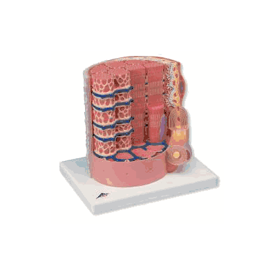 Muscle Fiber Model 3b Microanatomy Model