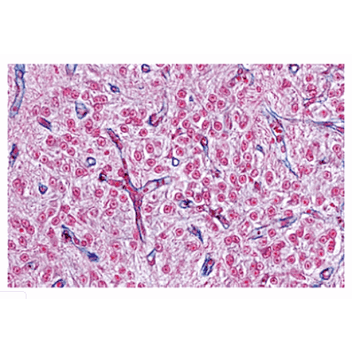 Microscope Endocrine System Slides